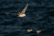DPPhotography - Iceland - Iceland gull - Z