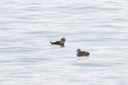 DPPhotography - Iceland - King eider - B