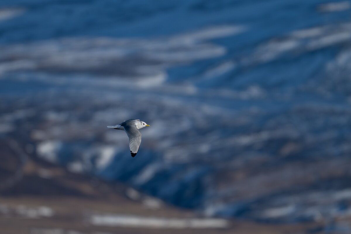 DPPhotography - Iceland - Kittiwake - A.jpg - Kittiwake - Eyjafjörður