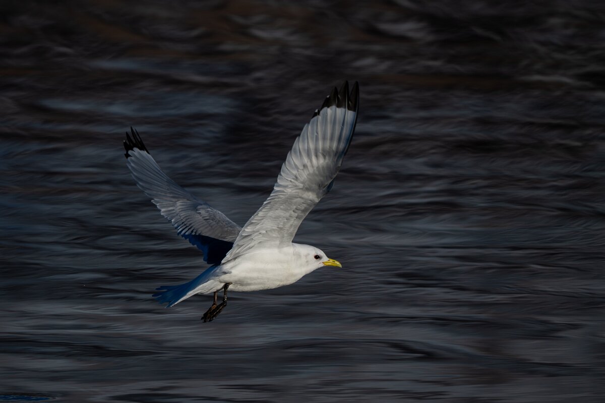 DPPhotography - Iceland - Kittiwake - E.jpg - Kittiwake - Eyjafjörður