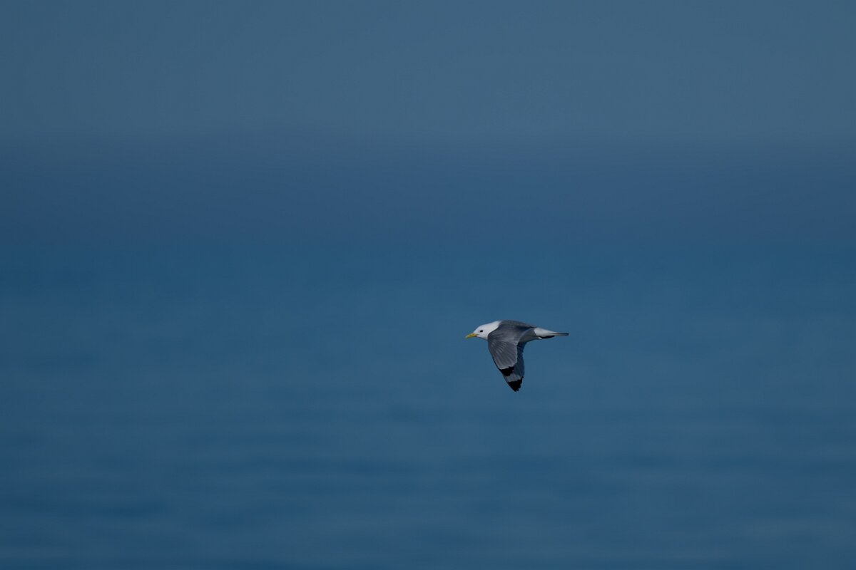 DPPhotography - Iceland - Kittiwake - F.jpg - Kittiwake - Eyjafjörður