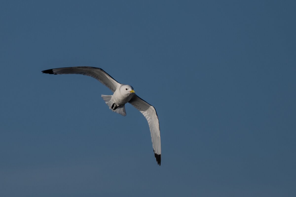 DPPhotography - Iceland - Kittiwake - K.jpg - Kittiwake - Húsavík harbour