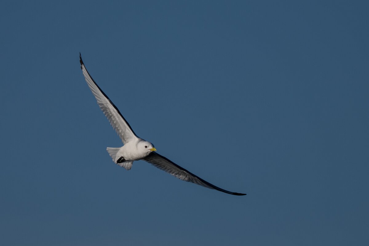 DPPhotography - Iceland - Kittiwake - L.jpg - Kittiwake - Húsavík harbour