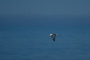 DPPhotography - Iceland - Kittiwake - F