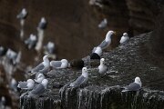 DPPhotography - Iceland - Kittiwake - Q
