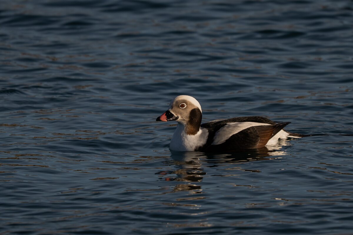 DPPhotography - Iceland - Long-tailed duck - AB.jpg - Long-tailed duck, male - Húsavík harbour
