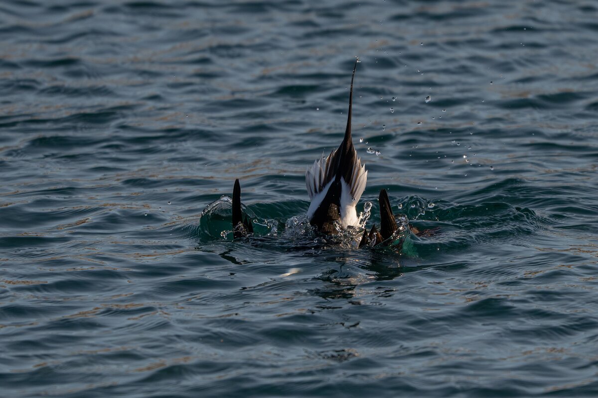 DPPhotography - Iceland - Long-tailed duck - AG.jpg - Long-tailed duck, male diving - Húsavík harbour
