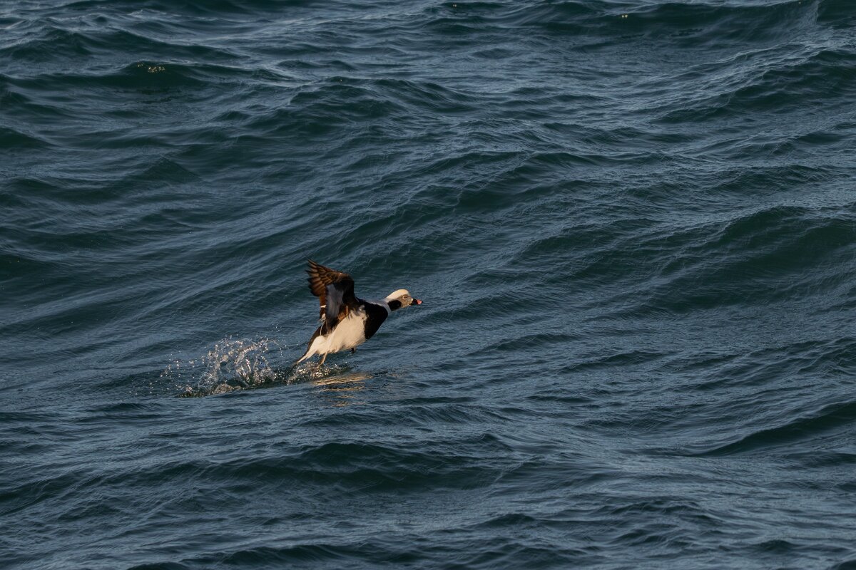 DPPhotography - Iceland - Long-tailed duck - AK.jpg - Long-tailed duck, male - Húsavík harbour