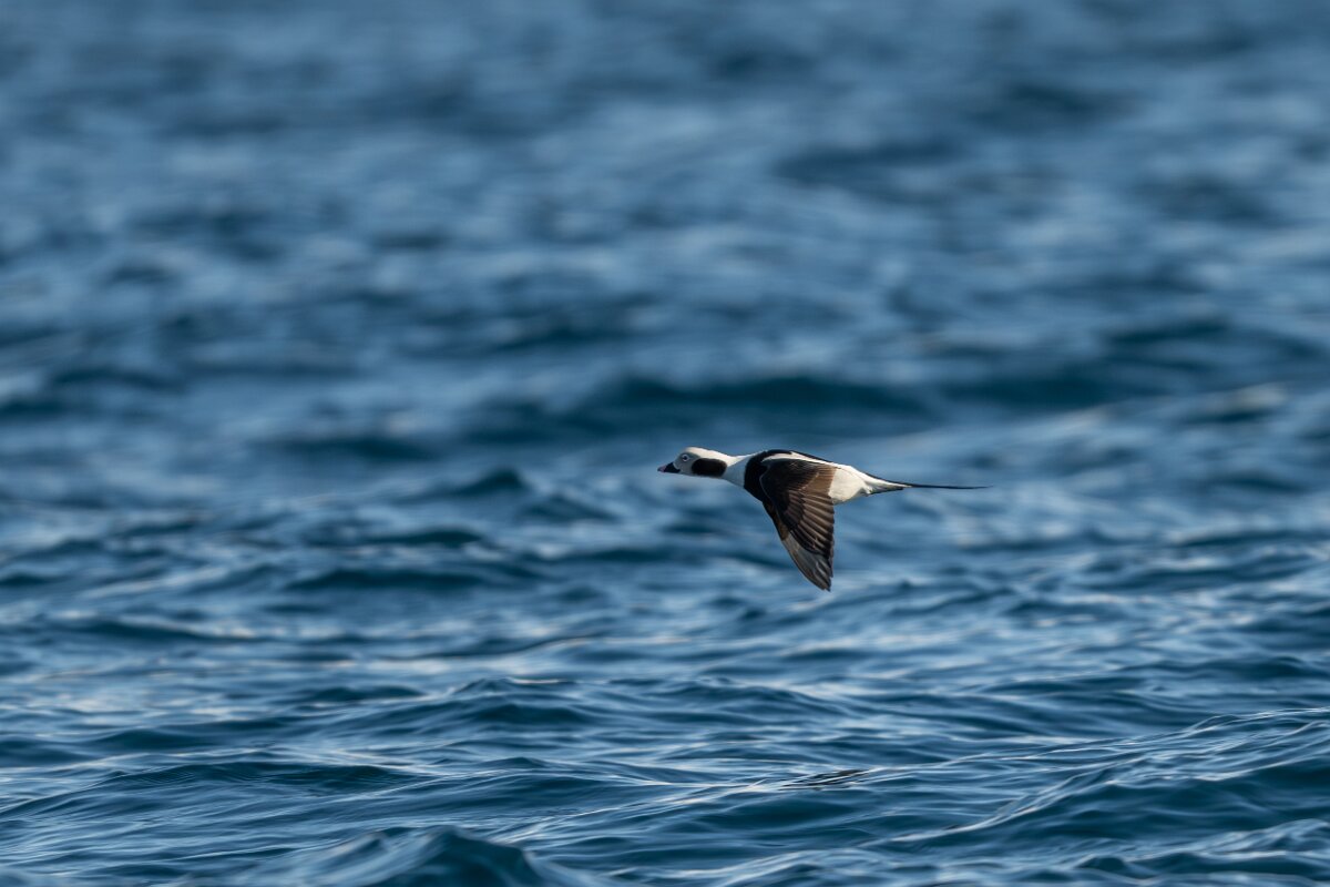 DPPhotography - Iceland - Long-tailed duck - F.jpg - Long-tailed duck - Eyjafjörður,