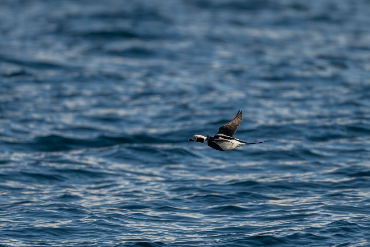 DPPhotography - Iceland - Long-tailed duck - G.jpg - Long-tailed duck - Eyjafjörður,