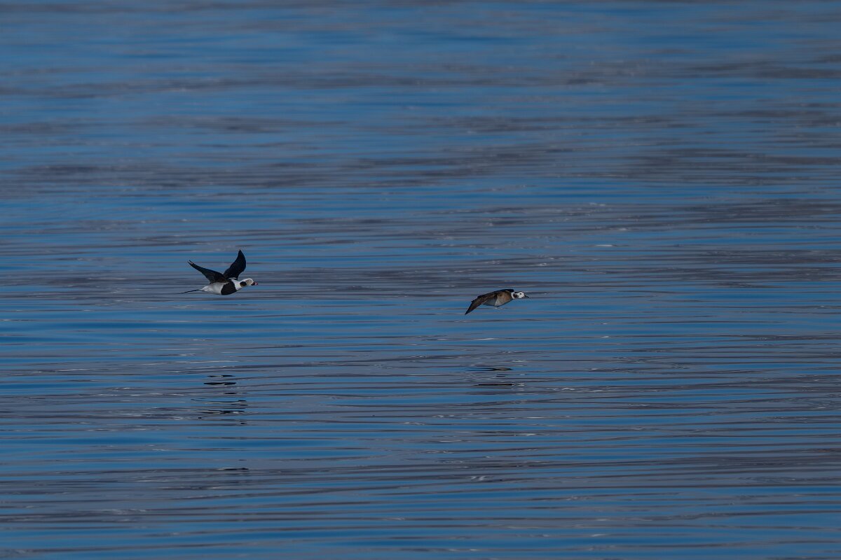 DPPhotography - Iceland - Long-tailed duck - I.jpg - Long-tailed duck flying - Eyjafjörður,