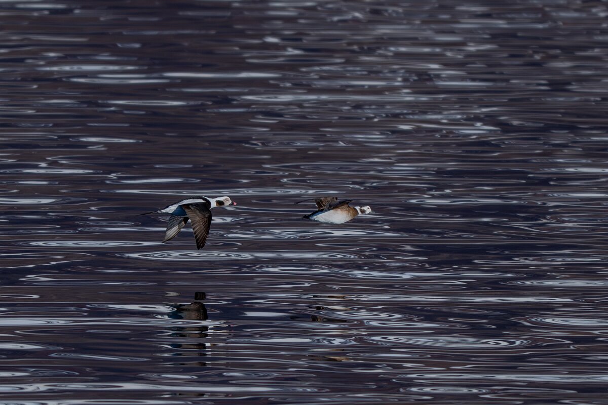 DPPhotography - Iceland - Long-tailed duck - K.jpg - Long-tailed duck flying - Eyjafjörður,