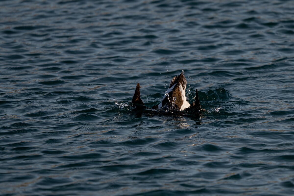 DPPhotography - Iceland - Long-tailed duck - U.jpg - Long-tailed duck, female diving - Húsavík harbour
