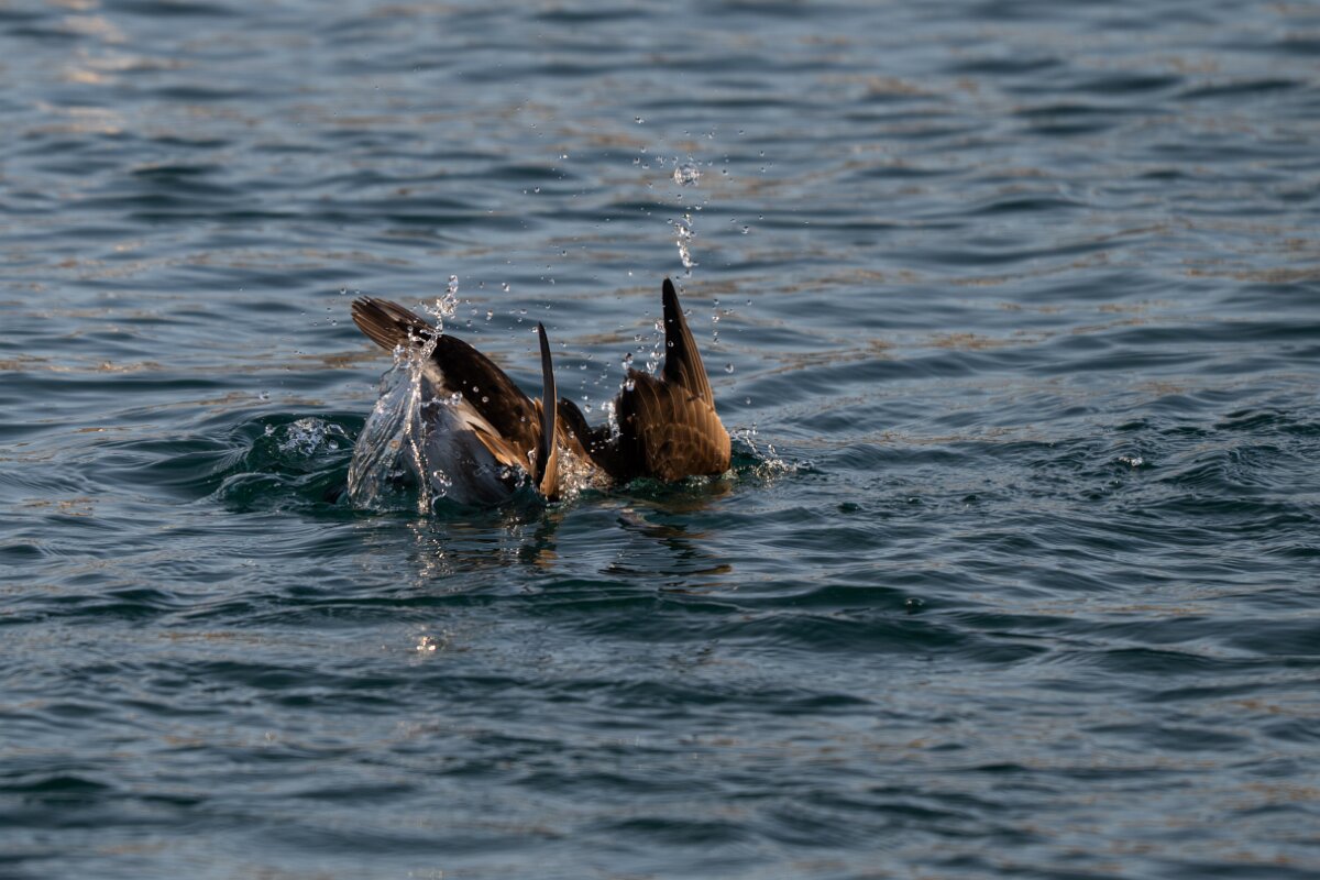 DPPhotography - Iceland - Long-tailed duck - Y.jpg - Long-tailed duck, female diving - Húsavík harbour