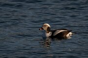 DPPhotography - Iceland - Long-tailed duck - AB