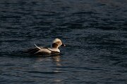 DPPhotography - Iceland - Long-tailed duck - AD