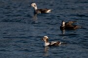 DPPhotography - Iceland - Long-tailed duck - AE