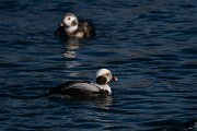 DPPhotography - Iceland - Long-tailed duck - AI