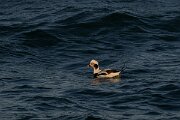 DPPhotography - Iceland - Long-tailed duck - AL