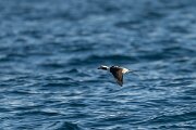 DPPhotography - Iceland - Long-tailed duck - F