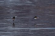 DPPhotography - Iceland - Long-tailed duck - J