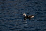 DPPhotography - Iceland - Long-tailed duck - P