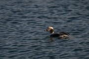 DPPhotography - Iceland - Long-tailed duck - Q