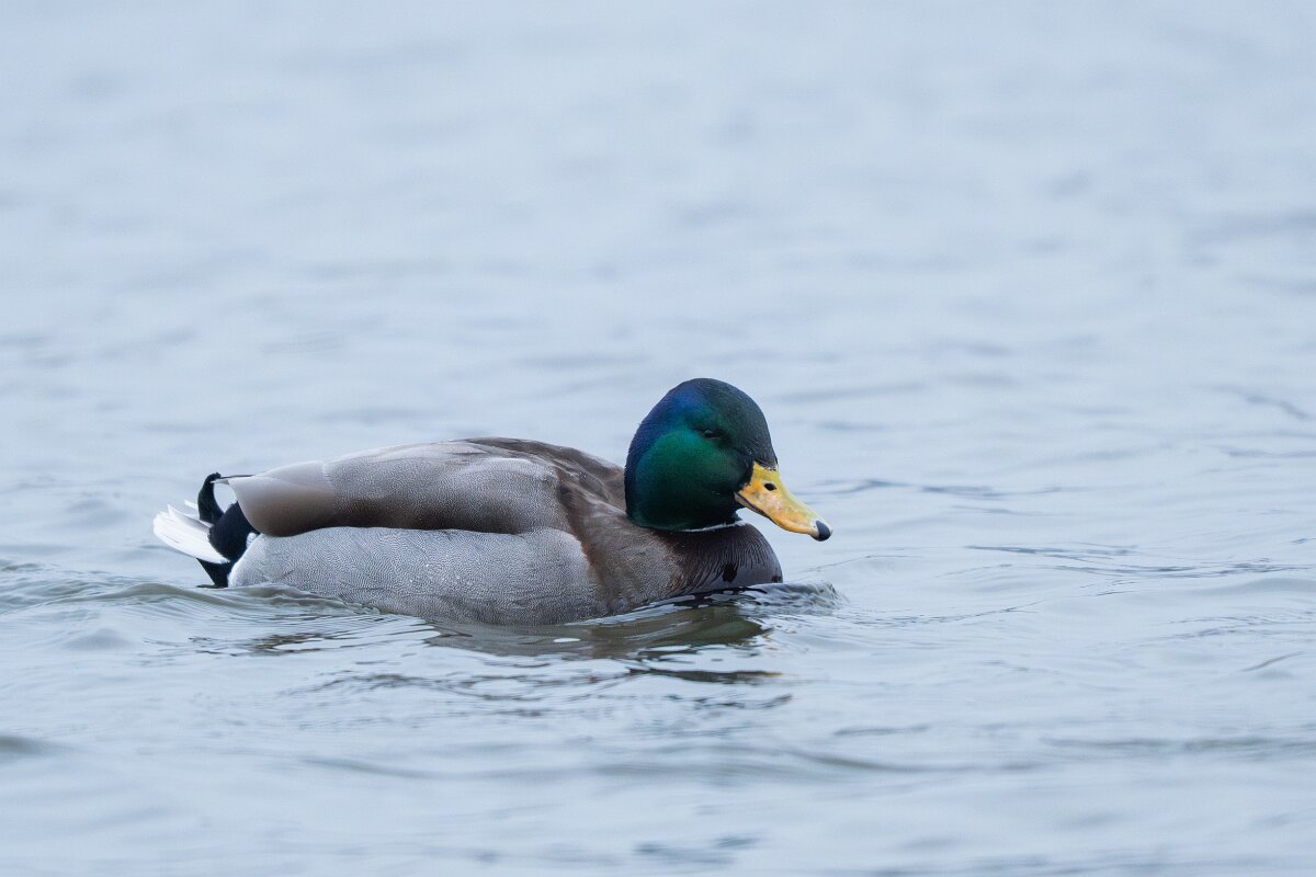 DPPhotography - Iceland - Mallard - D.jpg - Mallard, male - Tjörnin Lake