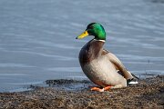 DPPhotography - Iceland - Mallard - B