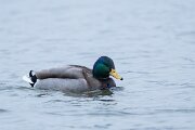 DPPhotography - Iceland - Mallard - D