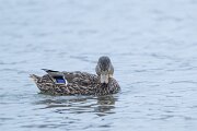 DPPhotography - Iceland - Mallard - E