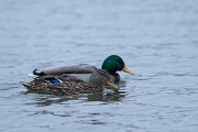 DPPhotography - Iceland - Mallard - F