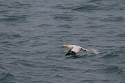 DPPhotography - Iceland - Northern gannet - B