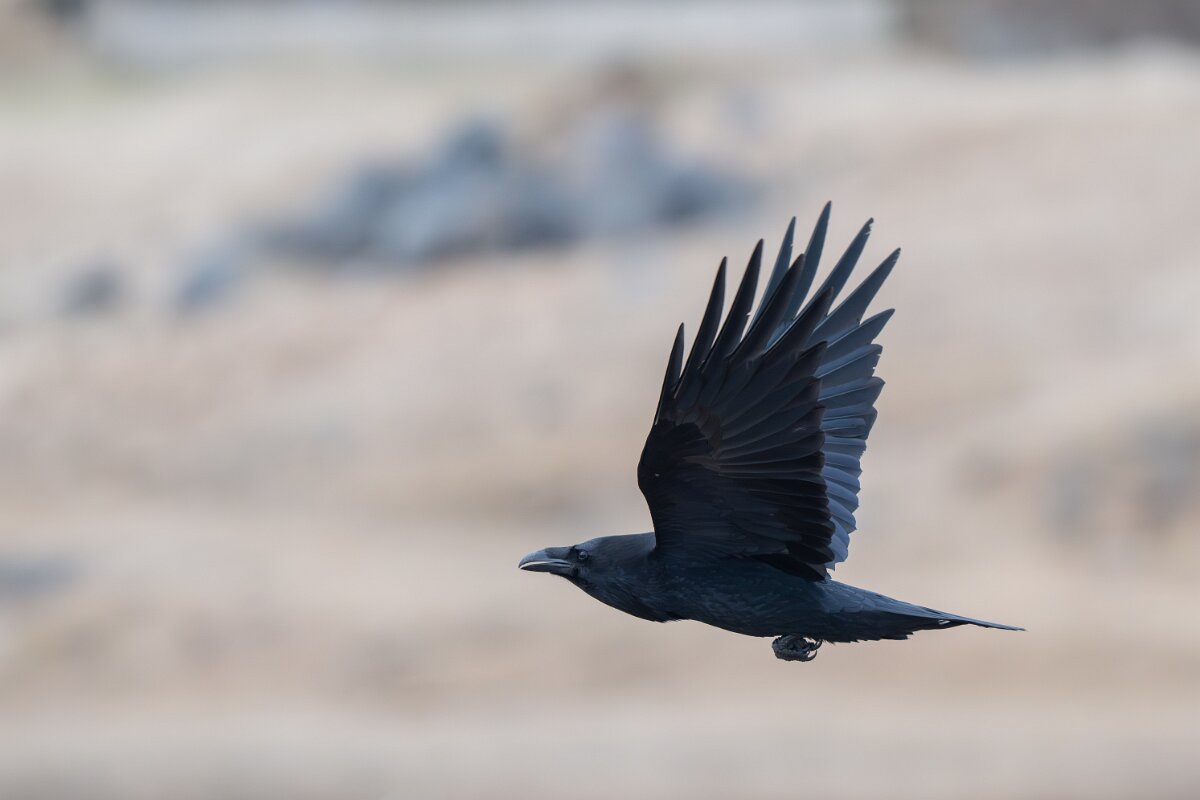 DPPhotography - Iceland - Northern raven - H.jpg - Northern raven - Rif
