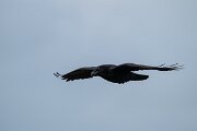 DPPhotography - Iceland - Northern raven - A