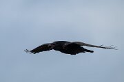 DPPhotography - Iceland - Northern raven - B