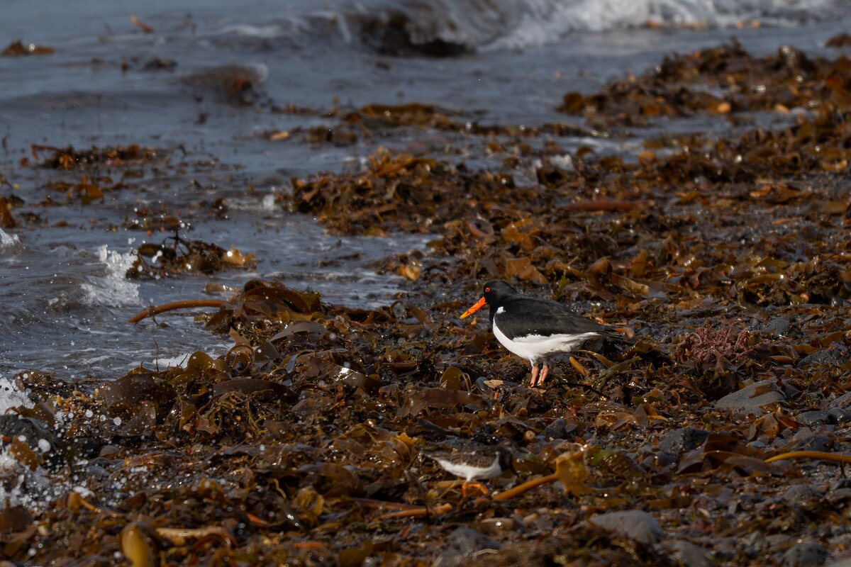 DPPhotography - Iceland - Oystercatcher - A.jpg - Oystercatcher - Álftanes--Hliðsnes