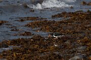 DPPhotography - Iceland - Oystercatcher - B