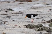 DPPhotography - Iceland - Oystercatcher - C