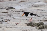 DPPhotography - Iceland - Oystercatcher - E