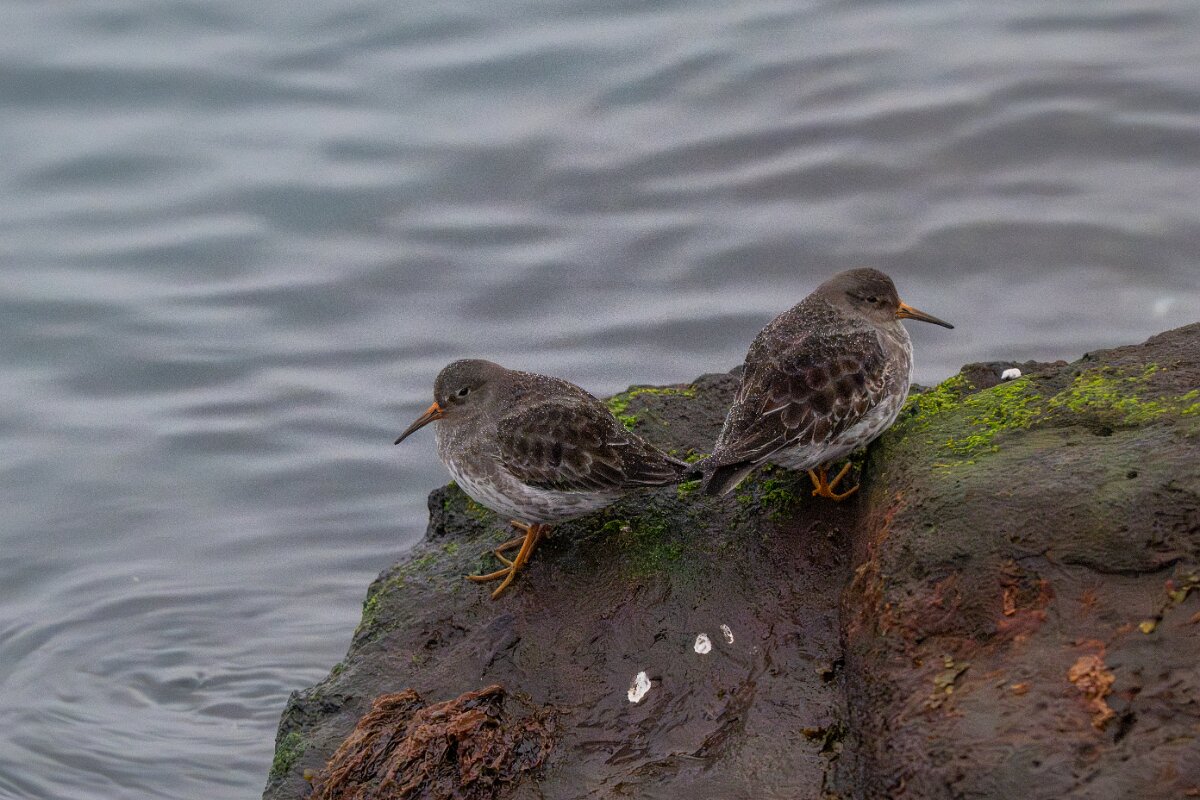 DPPhotography - Iceland - Purple snadpiper - C.jpg - Purple sandpiper - Reykjavík sea front