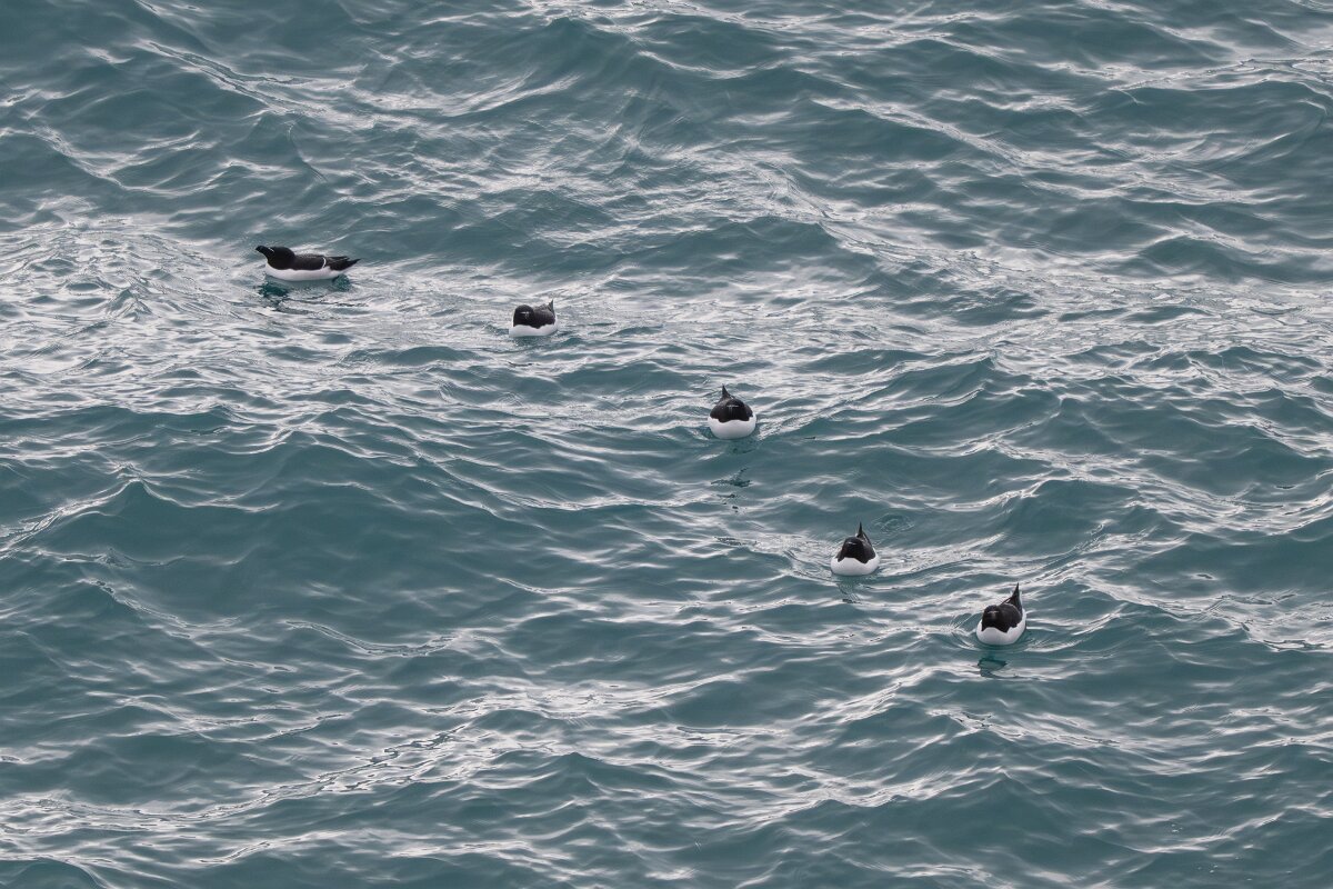 DPPhotography - Iceland - Razorbill - A.jpg - Razorbill flock with common guillemots - Lóndrangar