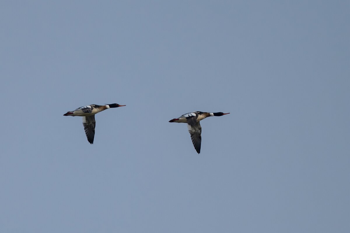 DPPhotography - Iceland - Red-breasted merganser - A.jpg - Red-breasted mergansers in flight - Bessastaðatjörn