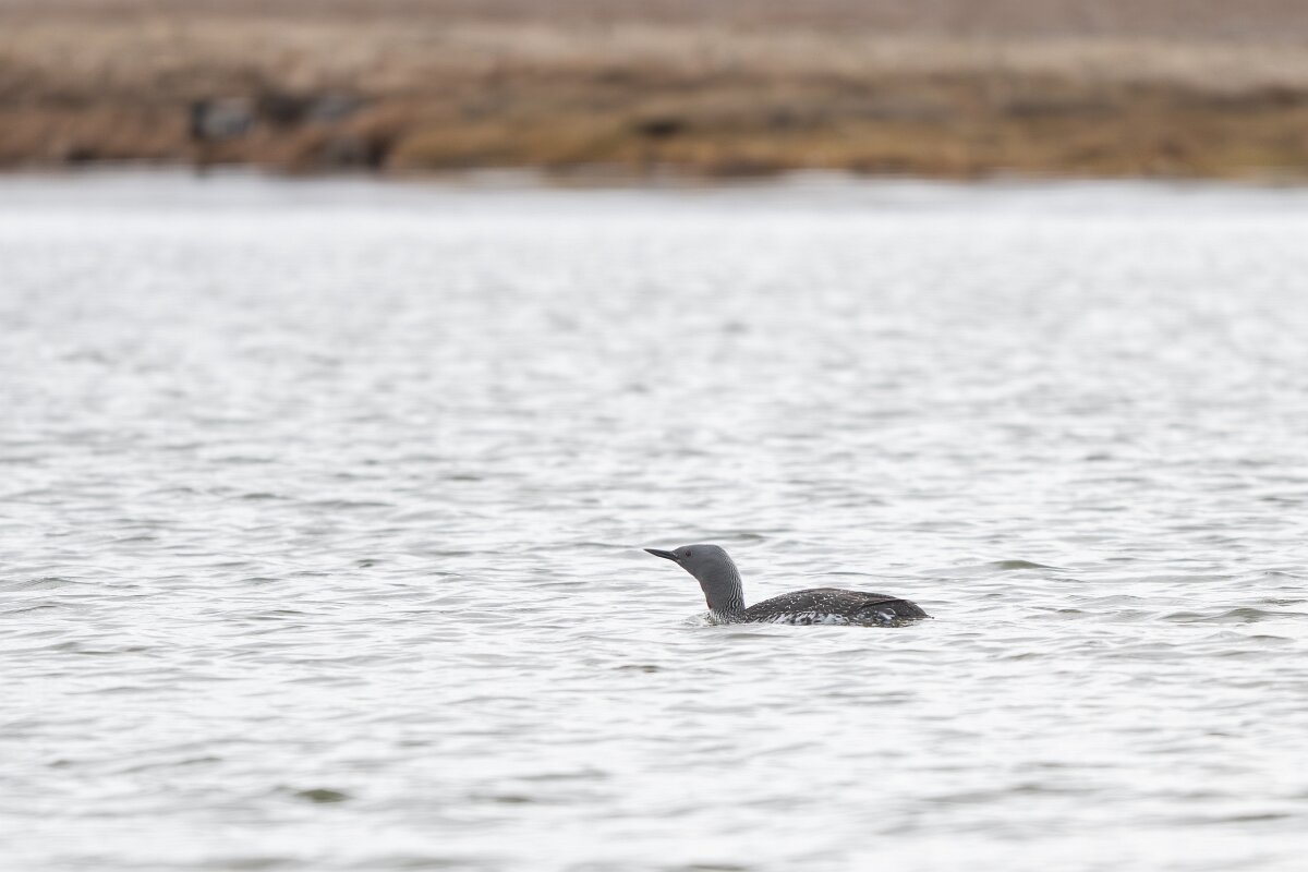 DPPhotography - Iceland - Red-throated diver - AA.jpg - Red-throated diver - Rif
