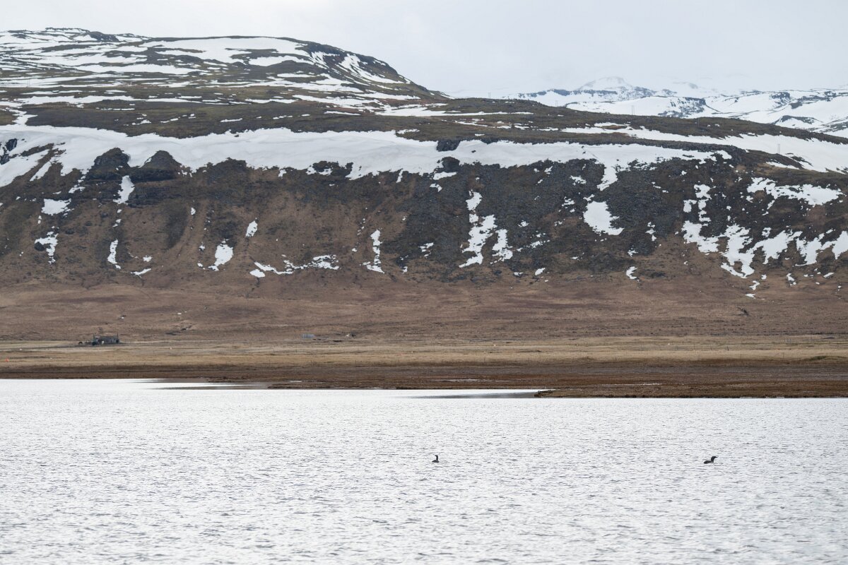 DPPhotography - Iceland - Red-throated diver - AB.jpg - Red-throated diver - Rif