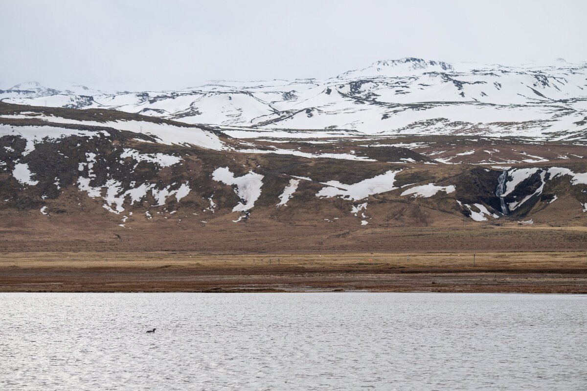 DPPhotography - Iceland - Red-throated diver - AD.jpg - Red-throated diver - Rif