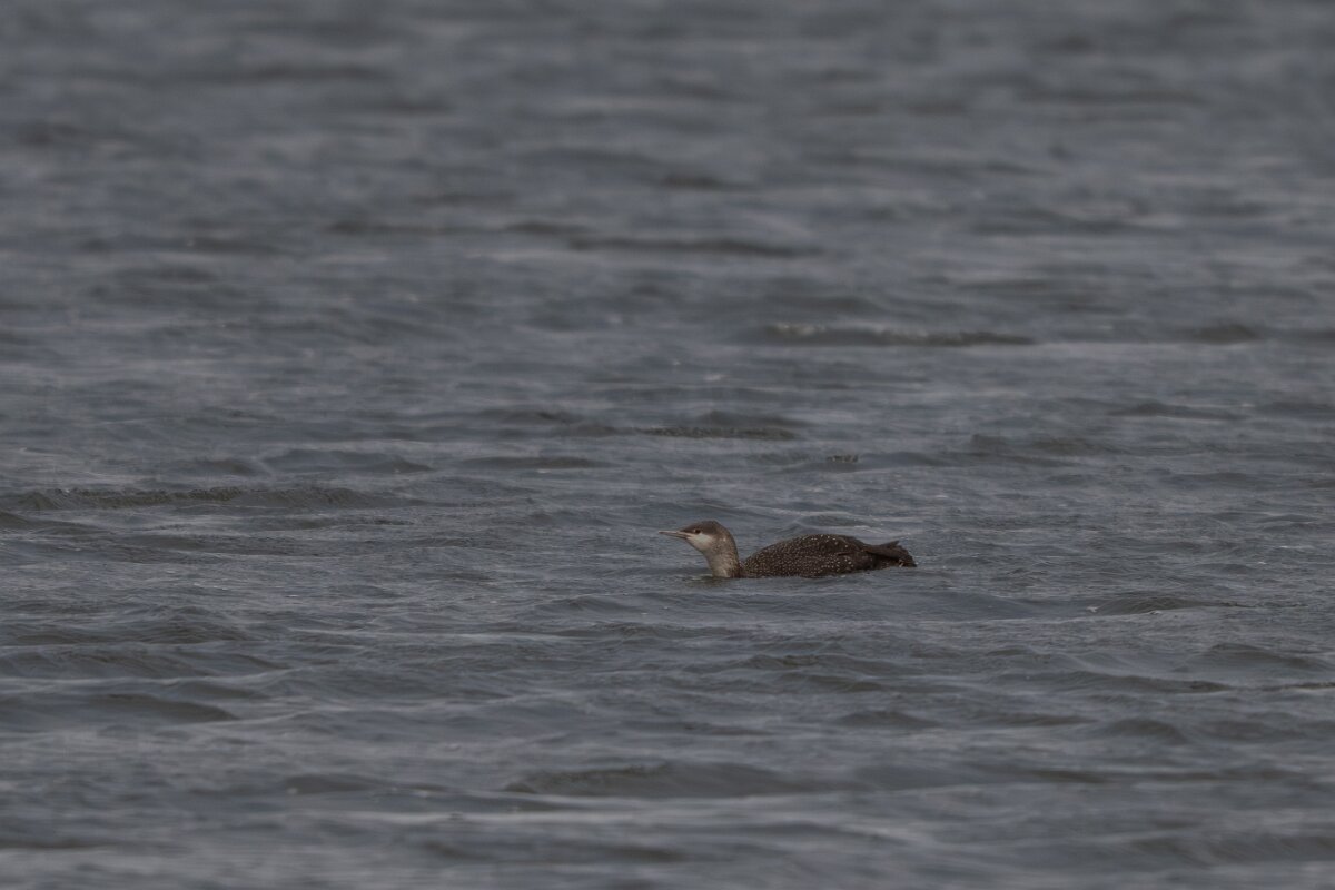 DPPhotography - Iceland - Red-throated diver - B.jpg - Red-throated diver, non-breeding plumage - Bessastaðatjörn