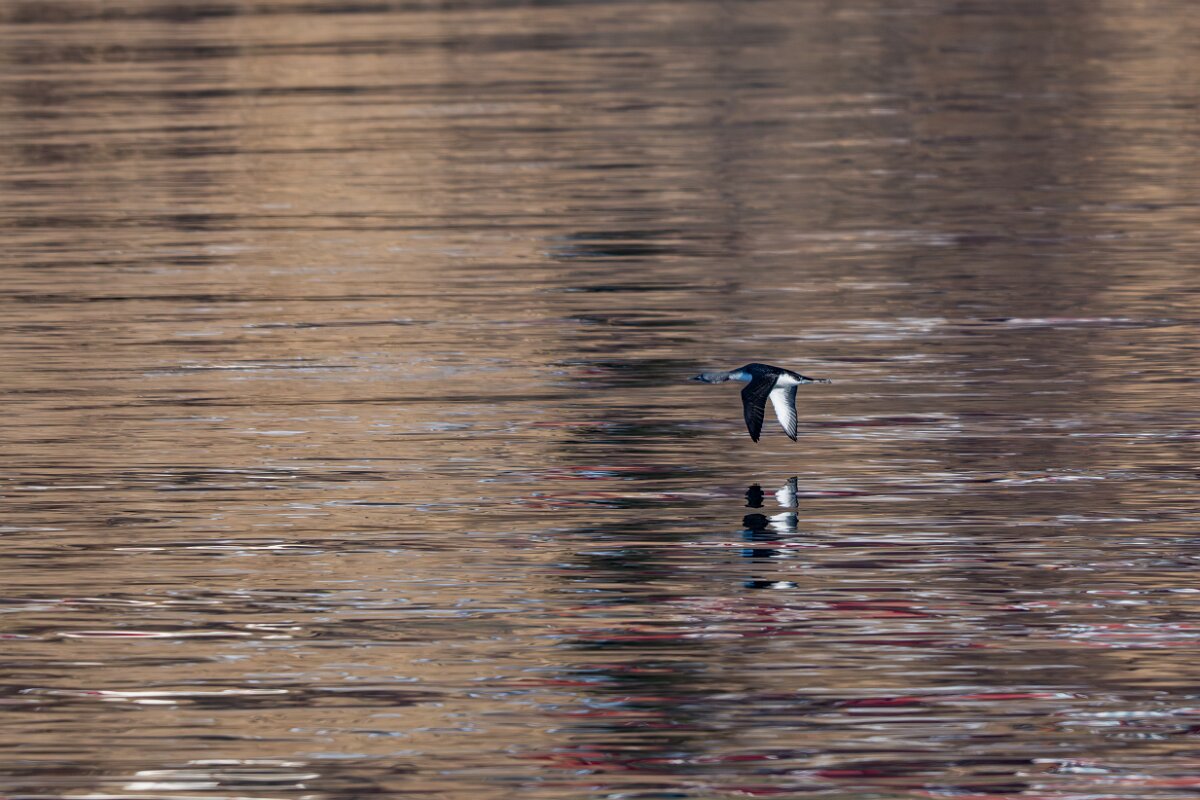 DPPhotography - Iceland - Red-throated diver - C.jpg - Red-throated diver, in flight - Eyjafjörður