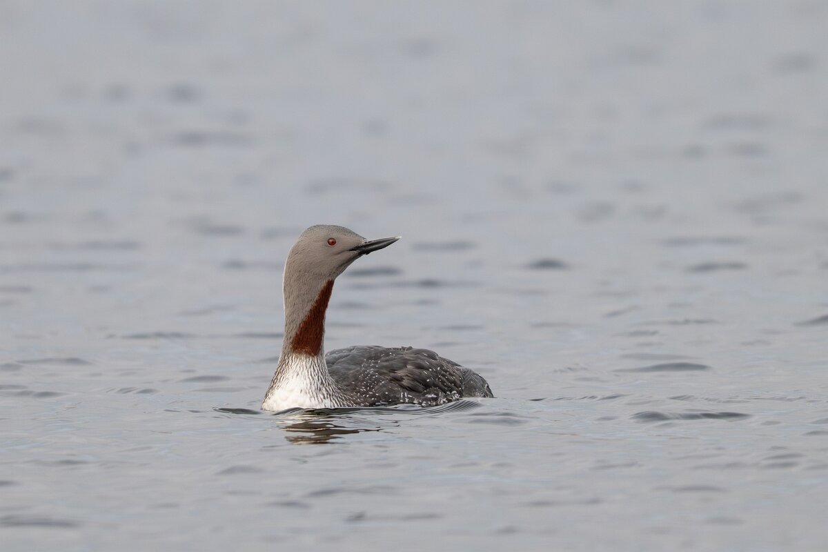 DPPhotography - Iceland - Red-throated diver - N.jpg - Red-throated diver - Rif