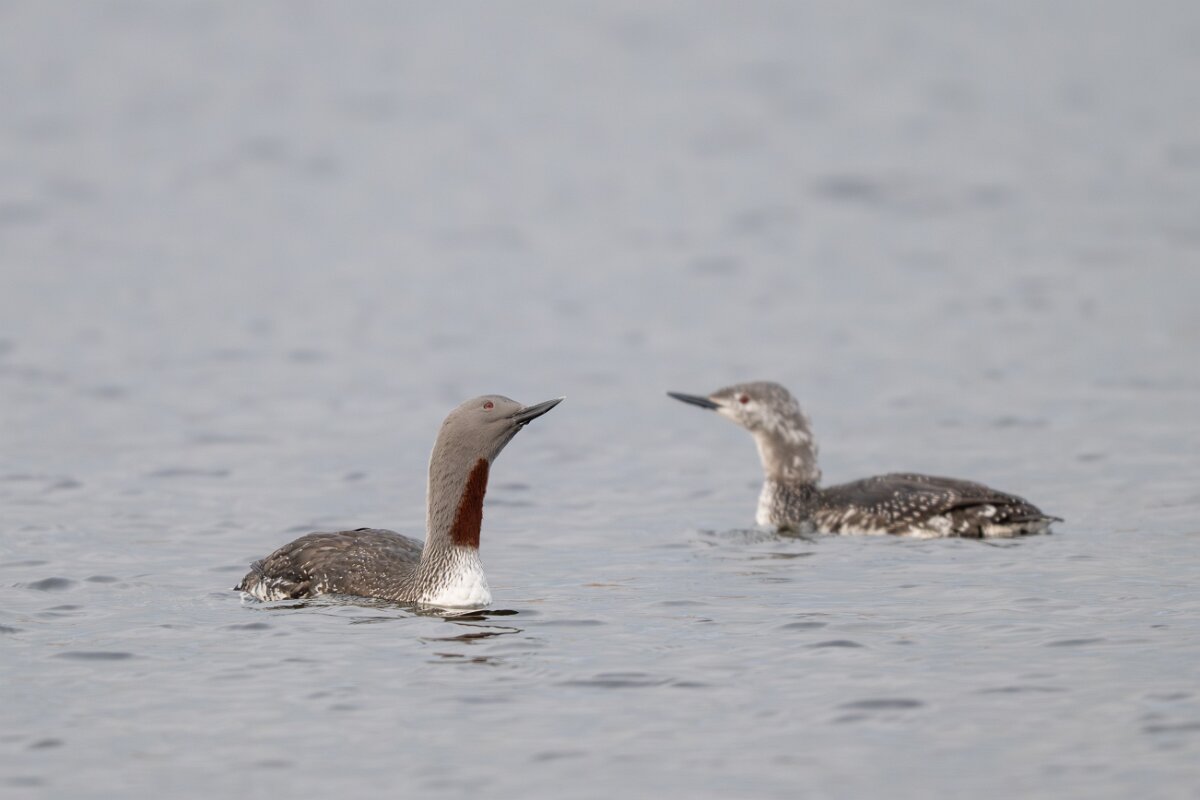 DPPhotography - Iceland - Red-throated diver - U.jpg - Red-throated diver - Rif